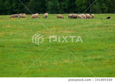 Sheep graze peacefully in a lush green field. Trees line the distant edge of the pasture. Single dark dog moves through the grass. The scene captures calm rural tranquility Sheep graze peacefully in a lush green field. Trees line the distant edge of the pasture. Single dark dog moves through the grass. The scene captures calm rural tranquility 141995509
