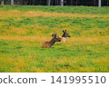 Two deer graze in a lush, sunlit field. Their fur blends with tall green and yellow grass. The scene feels peaceful and natural. No human presence is visible. The deer are alert, heads slightly raised 141995510