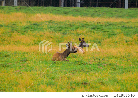 Two deer graze in a lush, sunlit field. Their fur blends with tall green and yellow grass. The scene feels peaceful and natural. No human presence is visible. The deer are alert, heads slightly raised Two deer graze in a lush, sunlit field. Their fur blends with tall green and yellow grass. The scene feels peaceful and natural. No human presence is visible. The deer are alert, heads slightly raised 141995510