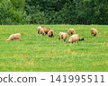 Sheep graze in a lush green field. They eat grass peacefully. Trees form a dense background. Scene is tranquil and natural. Sunlight softly illuminates the grass. Animals move slowly, undisturbed 141995511