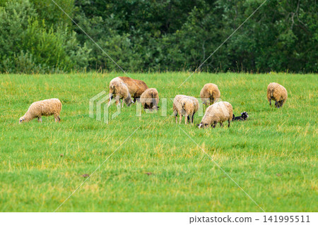 Sheep graze in a lush green field. They eat grass peacefully. Trees form a dense background. Scene is tranquil and natural. Sunlight softly illuminates the grass. Animals move slowly, undisturbed Sheep graze in a lush green field. They eat grass peacefully. Trees form a dense background. Scene is tranquil and natural. Sunlight softly illuminates the grass. Animals move slowly, undisturbed 141995511