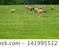 Sheep graze in a lush green field. Some sheep stand while others eat grass. Few sheep are scattered across the meadow. Yellow flowers dot the grassy landscape. Green trees frame the distant background 141995512