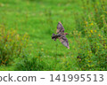 Bird soars above vibrant green field with wildflowers. Wings spread wide as it flies low through grassy meadow. Fuzzy plumage catches light against lush, natural backdrop 141995513