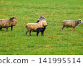 Sheep graze in vibrant green pasture. One black lamb stands near woolly adults. Field offers soft grass and gentle light. Animals relax, unbothered by distant camera 141995514