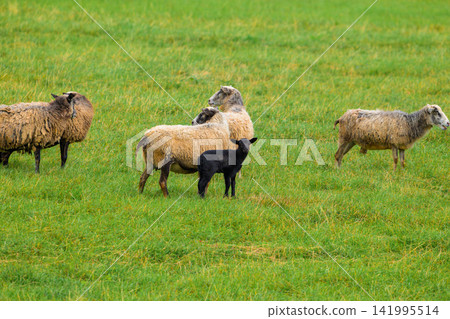 Sheep graze in vibrant green pasture. One black lamb stands near woolly adults. Field offers soft grass and gentle light. Animals relax, unbothered by distant camera Sheep graze in vibrant green pasture. One black lamb stands near woolly adults. Field offers soft grass and gentle light. Animals relax, unbothered by distant camera 141995514