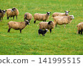 Sheep graze on lush green pasture. Border collie herds them in the field. They move calmly through the grassy meadow. Natural daylight illuminates the scene. Peaceful farm setting 141995515