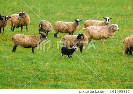 Sheep graze on lush green pasture. Border collie herds them in the field. They move calmly through the grassy meadow. Natural daylight illuminates the scene. Peaceful farm setting Sheep graze on lush green pasture. Border collie herds them in the field. They move calmly through the grassy meadow. Natural daylight illuminates the scene. Peaceful farm setting 141995515
