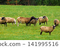 Group of sheep graze in lush green field. Some sheep have black faces, others tan wool. They stand or move slowly across the grassy expanse. Background shows distant trees and foliage 141995516