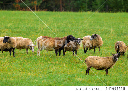 Group of sheep graze in lush green field. Some sheep have black faces, others tan wool. They stand or move slowly across the grassy expanse. Background shows distant trees and foliage Group of sheep graze in lush green field. Some sheep have black faces, others tan wool. They stand or move slowly across the grassy expanse. Background shows distant trees and foliage 141995516