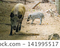 Young wild boar and piglet walk through sandy forest floor. Adult boar strides ahead, eyes alert and focused. Piglet follows closely, sniffing ground with curious interest 141995517