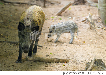 Young wild boar and piglet walk through sandy forest floor. Adult boar strides ahead, eyes alert and focused. Piglet follows closely, sniffing ground with curious interest 141995517
