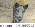 Wild boar stands on sandy ground. Its eyes meet the camera directly. Coarse fur covers its sturdy body. Dark snout and alert ears are prominent. Natural setting suggests wild habitat 141995518