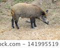 Wild boar stands on dry, sandy ground. Coarse, dark fur covers its stout body. It snouts downward, as if sniffing earth. Dark legs support its heavy, rounded frame 141995519