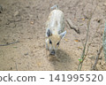 Small piglet explores sandy earth. Tiny ears perk upward. Curious nose sniffs ground. Dust motes drift in breeze. Piglet moves forward cautiously. Natural forest floor surrounds 141995520