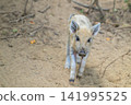 Young piglet walks on sandy ground. Ears perked, eyes curious, nose slightly muddy. Scattered twigs and dry leaves nearby. Natural daylight, soft focus background 141995525