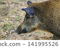Wild boar with coarse fur stands in dirt. Grassy field surrounds the animal. Its dark eyes and snout are visible. Natural light highlights its textured coat. No other creatures or structures appear 141995526