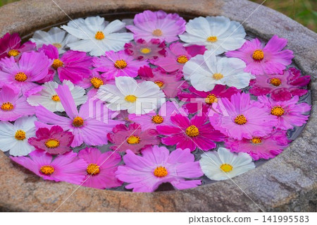 Cosmos Cosmos 141995583