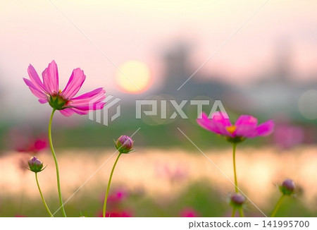 秋日的黃昏,粉紅色的波斯菊在河岸邊勇敢綻放。 秋日的黃昏,粉紅色的波斯菊在河岸邊勇敢綻放。 141995700