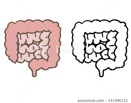 Illustration of the large intestine and small intestine Illustration of the large intestine and small intestine 141996131