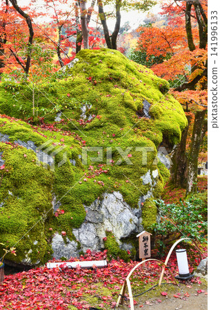 Kyoto, Hogon-in Temple, Shishiku Garden: Lion Rock and beautiful autumn foliage (Ukyo-ku, Kyoto City, Kyoto Prefecture) Kyoto, Hogon-in Temple, Shishiku Garden: Lion Rock and beautiful autumn foliage (Ukyo-ku, Kyoto City, Kyoto Prefecture) 141996133