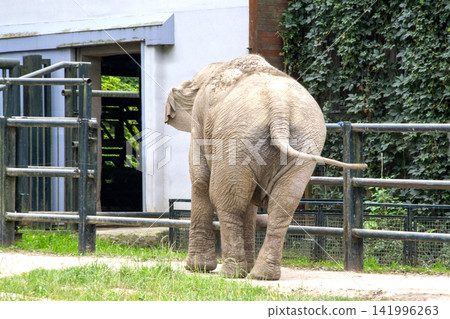Asian elephant not African elephant stand run and fun. 141996263