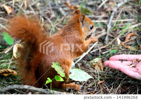 a red squirrel in a clearing takes a nut from a hand. a red squirrel in a clearing takes a nut from a hand. 141996268