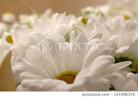 Beautiful White Daisies in Soft Focus for Floral Decor and Spring Themes Beautiful White Daisies in Soft Focus for Floral Decor and Spring Themes 141996339