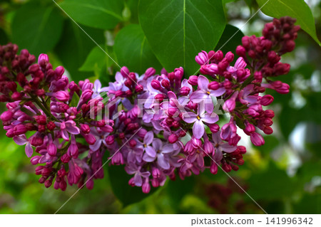 Blooming Lilacs in Spring Garden - Vibrant Floral Display for Seasonal Decor and Nature Enthusiasts Blooming Lilacs in Spring Garden - Vibrant Floral Display for Seasonal Decor and Nature Enthusiasts 141996342