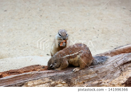 Two small ground squirrels interacting on a log in a sandy environment, one eating while the other appears to be sniffing the log Two small ground squirrels interacting on a log in a sandy environment, one eating while the other appears to be sniffing the log 141996366