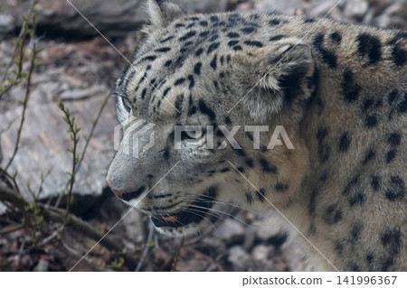 Snow leopard with distinctive spotted fur and piercing eyes, partially hidden among rocks and vegetation in a natural habitat setting Snow leopard with distinctive spotted fur and piercing eyes, partially hidden among rocks and vegetation in a natural habitat setting 141996367