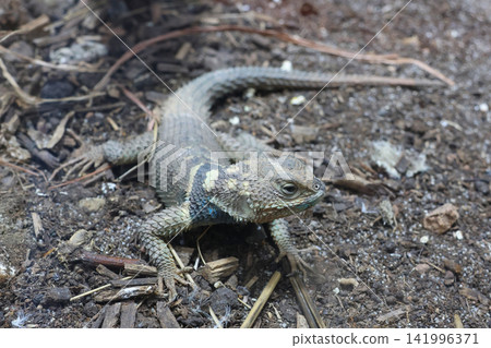 Lizard with textured skin and distinctive coloration resting on the ground among twigs and dirt in a natural outdoor habitat Lizard with textured skin and distinctive coloration resting on the ground among twigs and dirt in a natural outdoor habitat 141996371