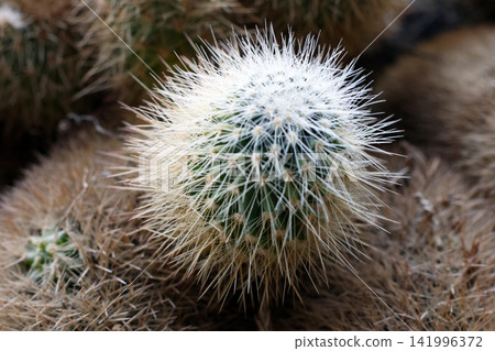 Close-up of a spherical cactus with white spines surrounded by other cacti in a natural desert environment showcasing unique textures and colors Close-up of a spherical cactus with white spines surrounded by other cacti in a natural desert environment showcasing unique textures and colors 141996372