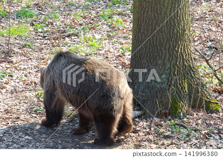 Brown bear walking in a forested area with a large tree trunk and scattered leaves on the ground, showcasing natural wildlife habitat Brown bear walking in a forested area with a large tree trunk and scattered leaves on the ground, showcasing natural wildlife habitat 141996380