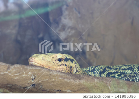Green and black patterned monitor lizard resting on a rock inside a glass enclosure at a zoo, with blurred background of natural habitat elements Green and black patterned monitor lizard resting on a rock inside a glass enclosure at a zoo, with blurred background of natural habitat elements 141996386