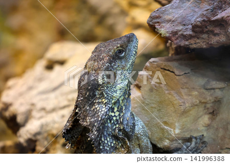 Lizard perched on rocky surface with textured scales and vibrant colors, showcasing natural habitat elements in a close-up view Lizard perched on rocky surface with textured scales and vibrant colors, showcasing natural habitat elements in a close-up view 141996388