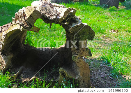 Hollowed tree stump with textured bark and green grass surrounding it in a natural outdoor setting, showcasing the beauty of nature and wood decay Hollowed tree stump with textured bark and green grass surrounding it in a natural outdoor setting, showcasing the beauty of nature and wood decay 141996390