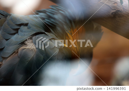 Close-up of a bird with dark feathers and vibrant orange markings perched on a branch, blurred background of natural habitat visible Close-up of a bird with dark feathers and vibrant orange markings perched on a branch, blurred background of natural habitat visible 141996391