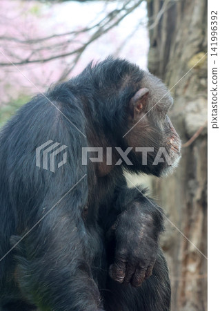 Chimpanzee sitting in profile against a blurred background of trees and blossoms, showcasing its distinctive features and fur texture in a natural habitat 141996392