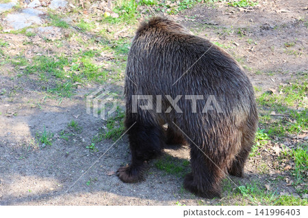 Brown bear walking on a dirt path surrounded by green grass and rocks in a natural outdoor setting, showcasing its thick fur and strong physique 141996403