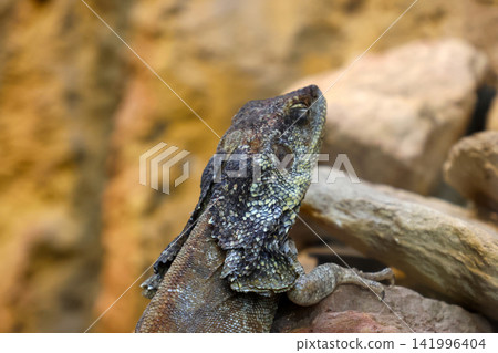 Close-up of a textured lizard resting on rocks with a blurred natural background, showcasing its scales and unique coloration in a natural habitat setting Close-up of a textured lizard resting on rocks with a blurred natural background, showcasing its scales and unique coloration in a natural habitat setting 141996404