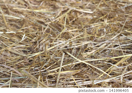 Close-up view of dry straw scattered on the ground, showcasing natural textures and colors in a rural agricultural setting Close-up view of dry straw scattered on the ground, showcasing natural textures and colors in a rural agricultural setting 141996405