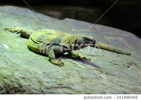 Green and gray lizard resting on a large rock surface with textured details and natural lighting in a close-up view, showcasing its scales and posture Green and gray lizard resting on a large rock surface with textured details and natural lighting in a close-up view, showcasing its scales and posture 141996408