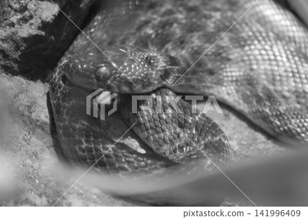 Black and white image of a coiled snake resting on rocky surface, showcasing detailed scales and texture in a natural habitat setting Black and white image of a coiled snake resting on rocky surface, showcasing detailed scales and texture in a natural habitat setting 141996409