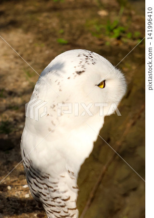 Snowy owl with distinctive white feathers and dark markings, showcasing its profile against a blurred natural background with greenery and soft lighting Snowy owl with distinctive white feathers and dark markings, showcasing its profile against a blurred natural background with greenery and soft lighting 141996410