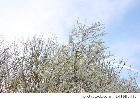 Spring Blossom Against Blue Sky - Nature's Rebirth and Tranquility in Blooming Trees Spring Blossom Against Blue Sky - Nature's Rebirth and Tranquility in Blooming Trees 141996485