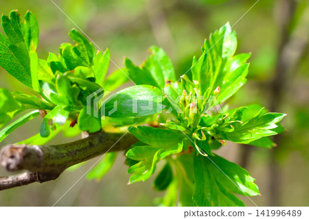 Springtime Growth and Vibrant Green Leaves on a Tree Branch for Nature Design Springtime Growth and Vibrant Green Leaves on a Tree Branch for Nature Design 141996489