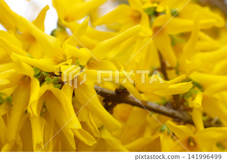 Vibrant Yellow Forsythia Blossoms in Springtime Garden Scene Vibrant Yellow Forsythia Blossoms in Springtime Garden Scene 141996499