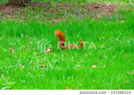 Playful Squirrel Foraging in Lush Green Grass for Nature and Wildlife Enthusiasts Playful Squirrel Foraging in Lush Green Grass for Nature and Wildlife Enthusiasts 141996516
