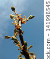 a branch of a tree with buds on it  Chestnut branch 141996545