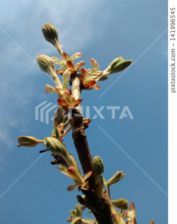 a branch of a tree with buds on it Chestnut branch a branch of a tree with buds on it Chestnut branch 141996545